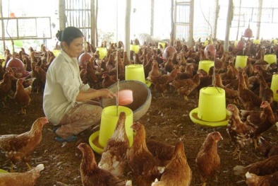 Chăn nuôi nhỏ lẻ đang 'vỗ béo' thương lái